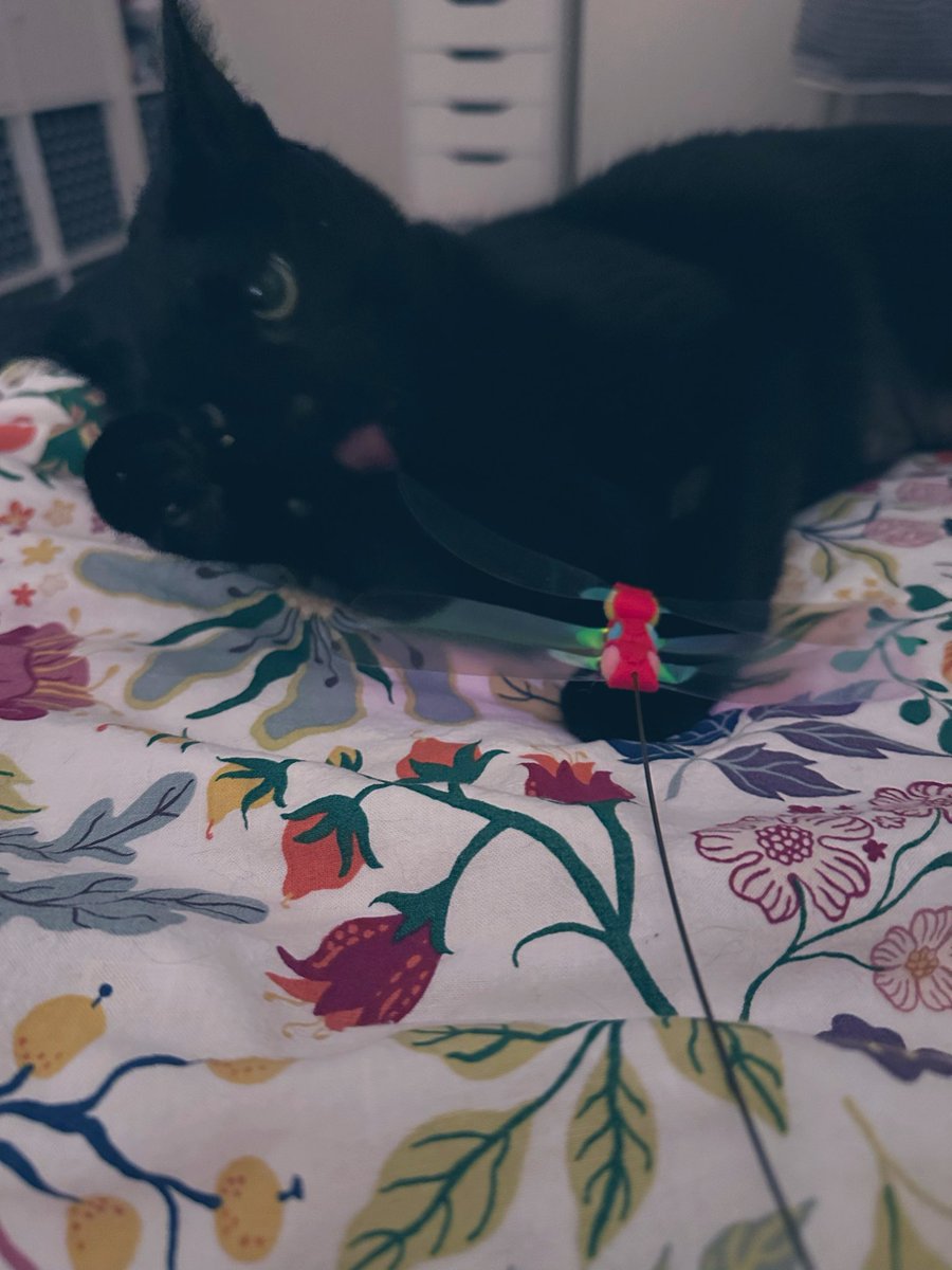 しゃも&あずき先生&うずらまめ姉妹 tweet media