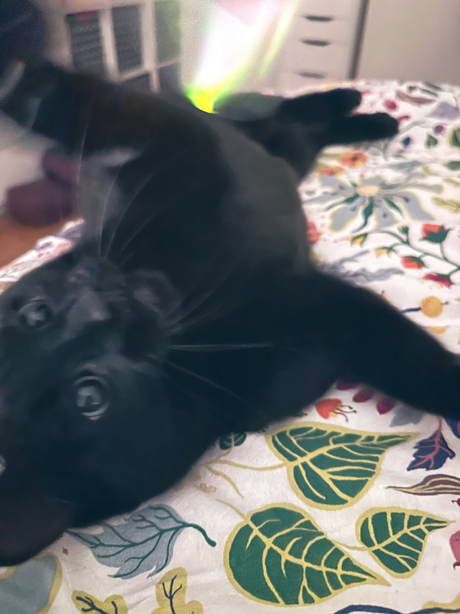 しゃも&あずき先生&うずらまめ姉妹 tweet media