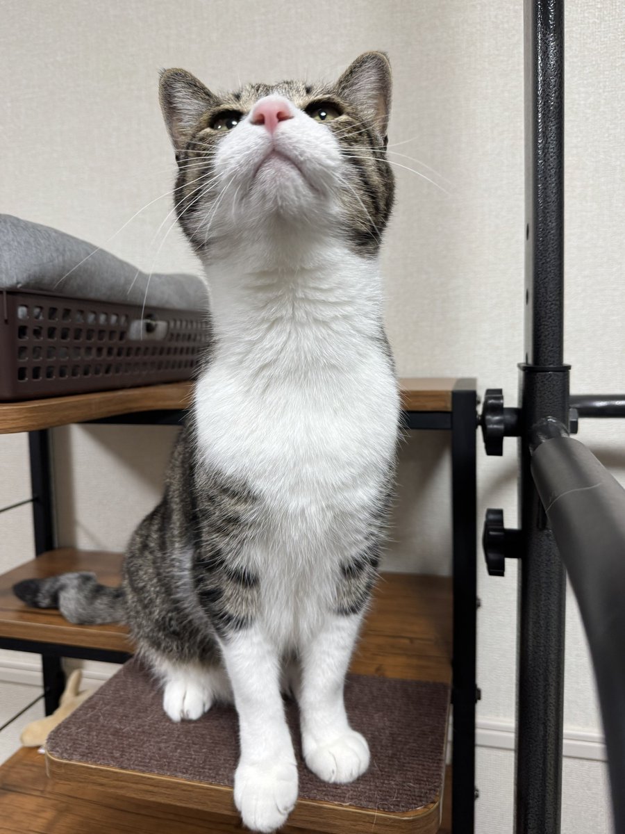 ぎんのねこ tweet media