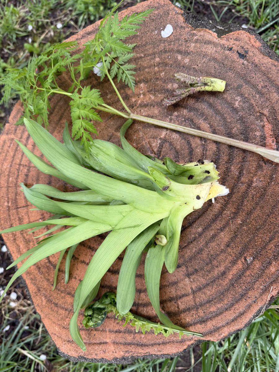 mayanon@ tweet media