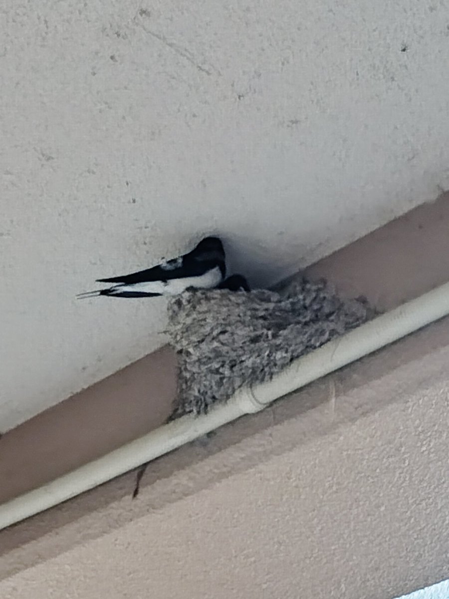 べべたんはオットット🌈虹の橋🐥💕 tweet media