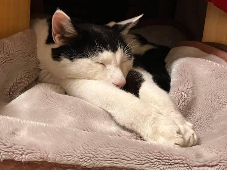 funamoge's tweet photo. おはにゃ🐱🐾 https://t.co/ozMlJJhnXk