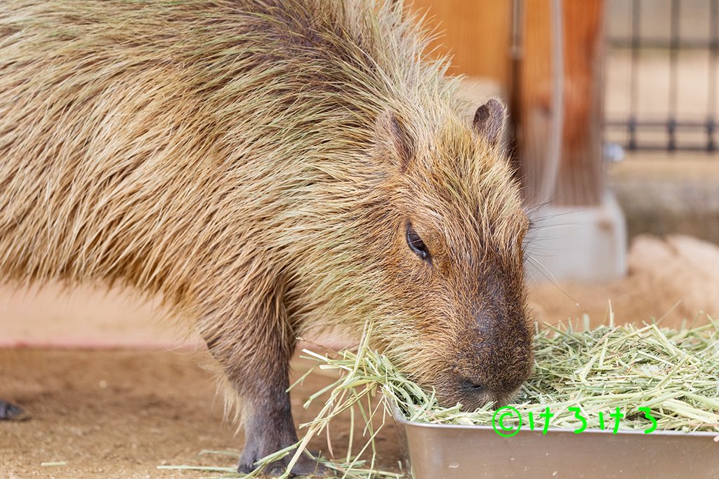 けろけろ tweet media