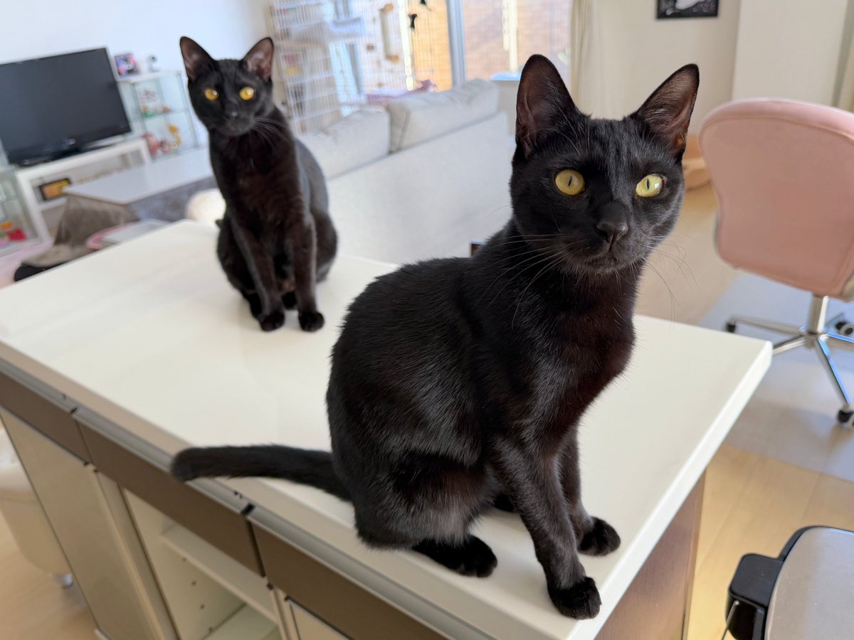 梅子の部屋【黒猫兄妹】 tweet media