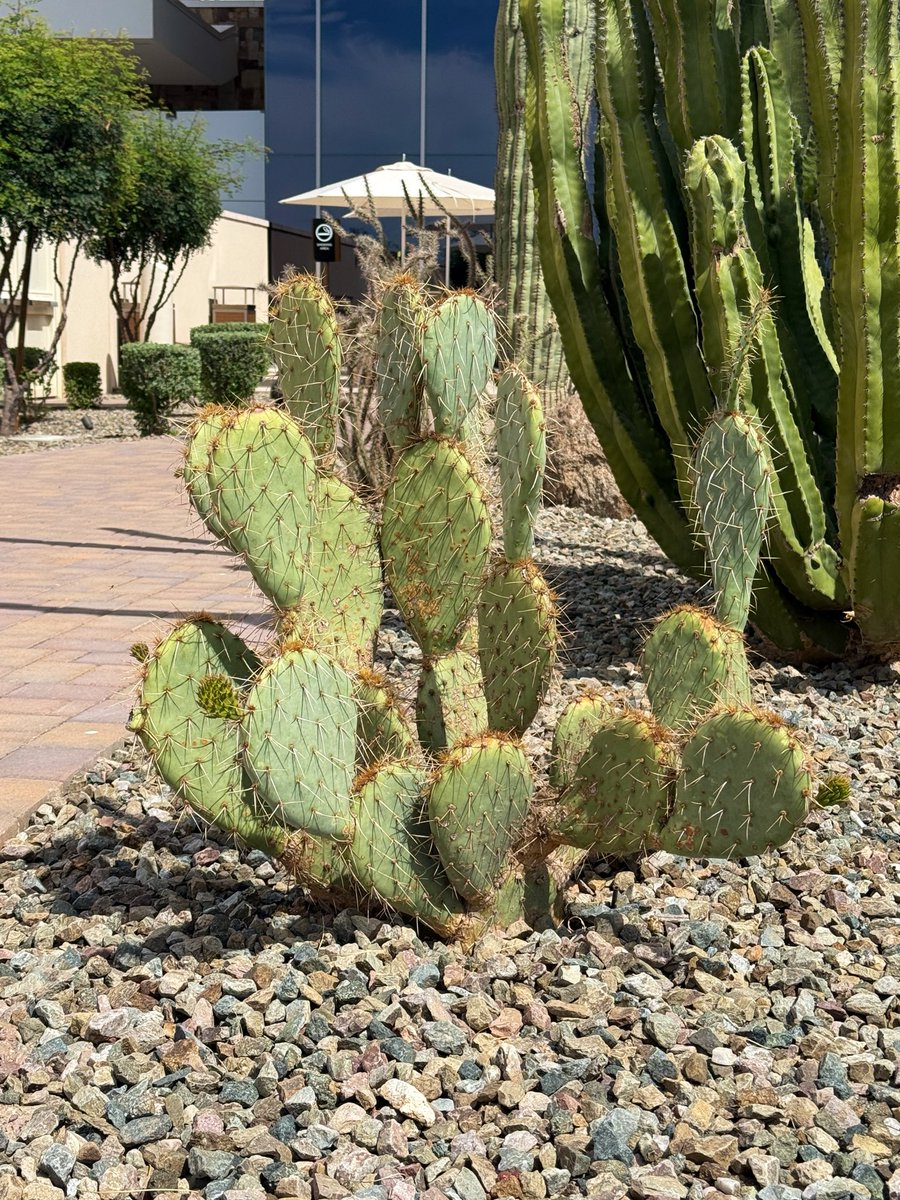 Jazz Fatal tweet media