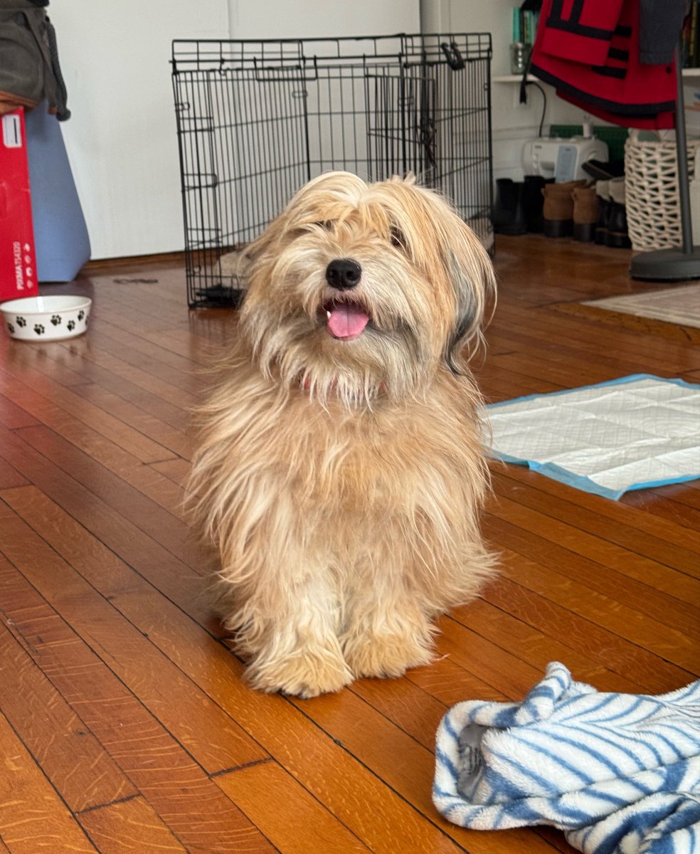 Sophie Vershbow tweet media