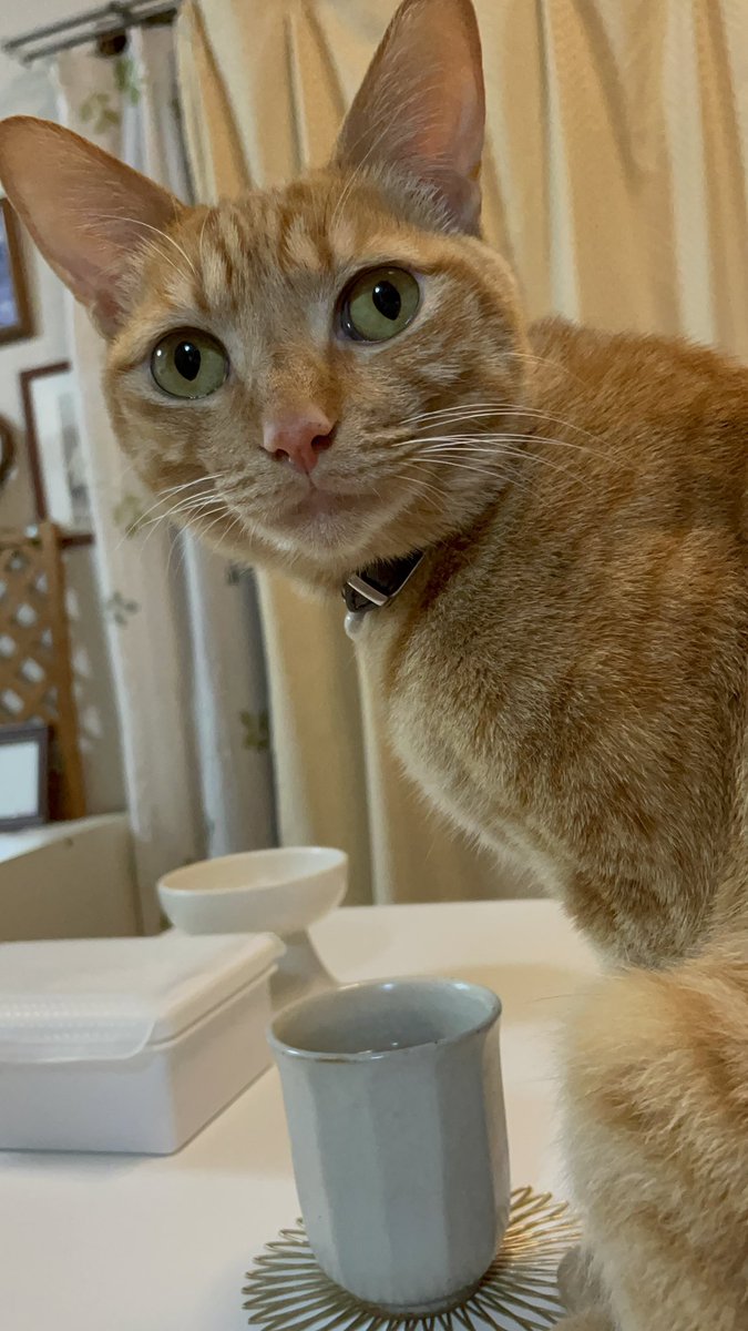 飲みましたが、何か？

#猫のいる生活
昨夜、私のお湯呑みから当たり前のように緑茶を飲んで振り返ったレオ

いやいや、緑茶はあかんねん💦

胃の中で薄まるように、と願いながらスープを薄めにしてもう一度飲ませました
📝猫に緑茶はカフェイン中毒や尿路結石のリスクがあるため基本的には避けるべき