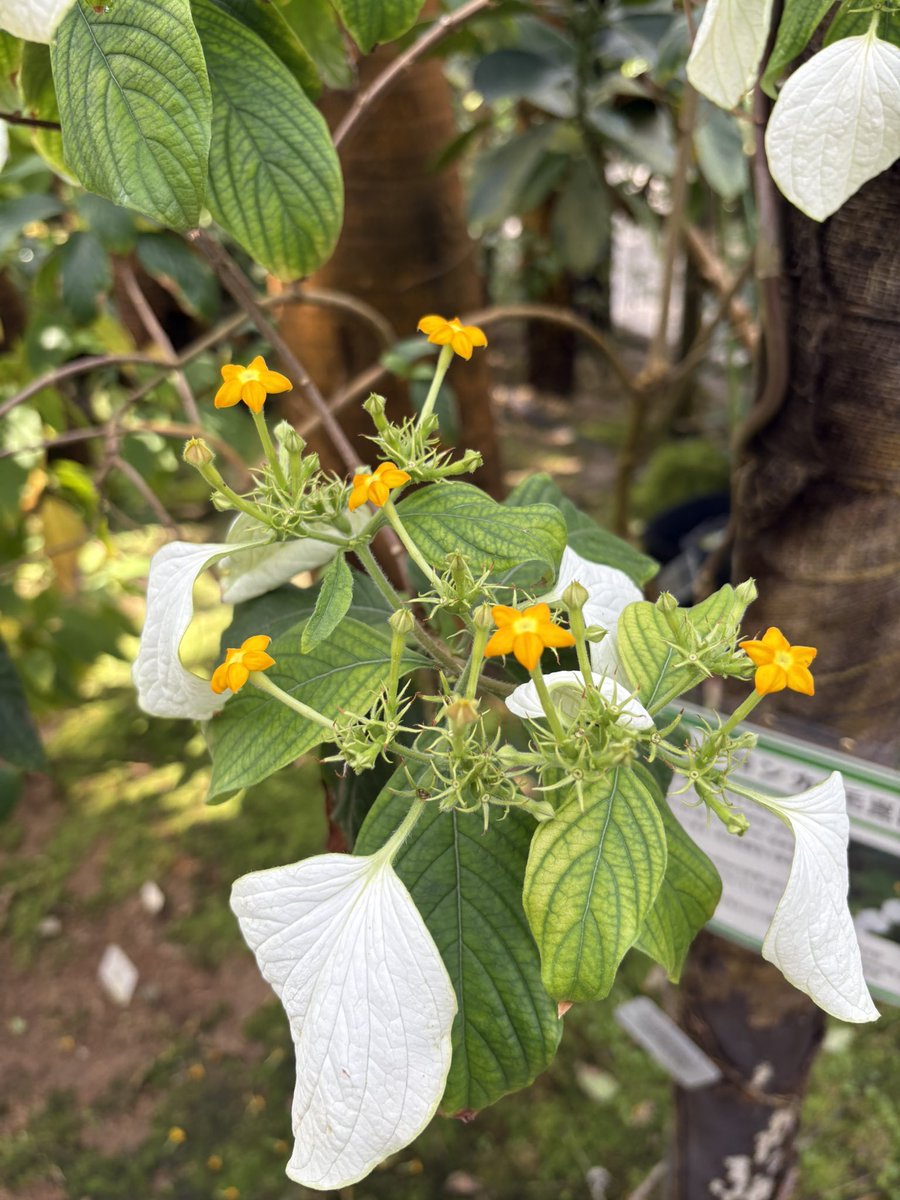 アキ@午年もよろしく🐴 tweet media