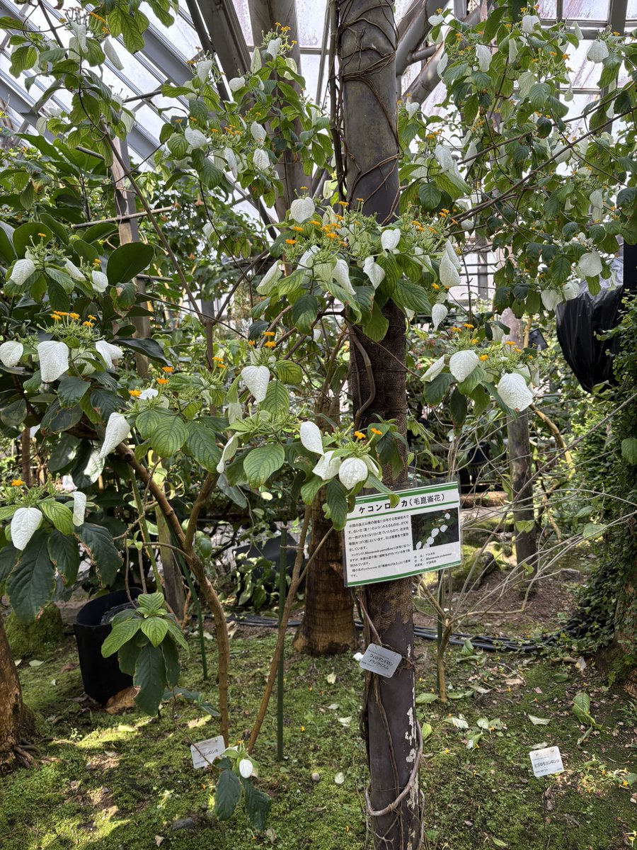 アキ@午年もよろしく🐴 tweet media