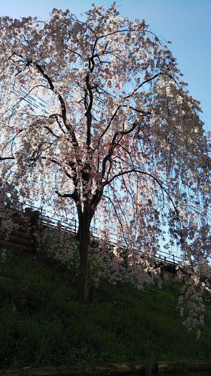 上田城からおはようございます(。-ω-)zzz