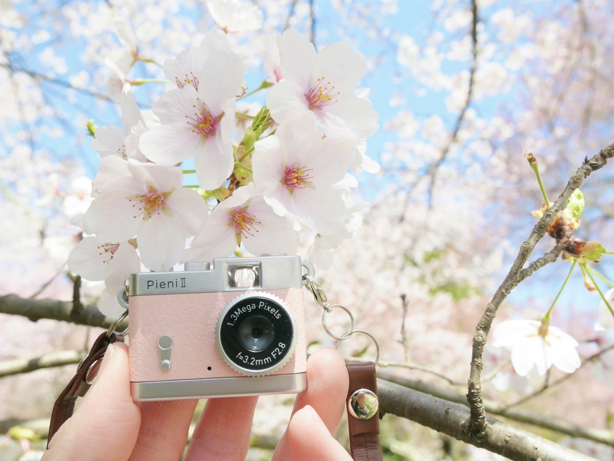 __lemon221's tweet photo. トイカメラPieni Ⅱのピーチ色
桜とよく合って可愛い(*´︶`*)♡

#桜　#トイカメラ
#春の風景　#写真 https://t.co/sseVQr1n55