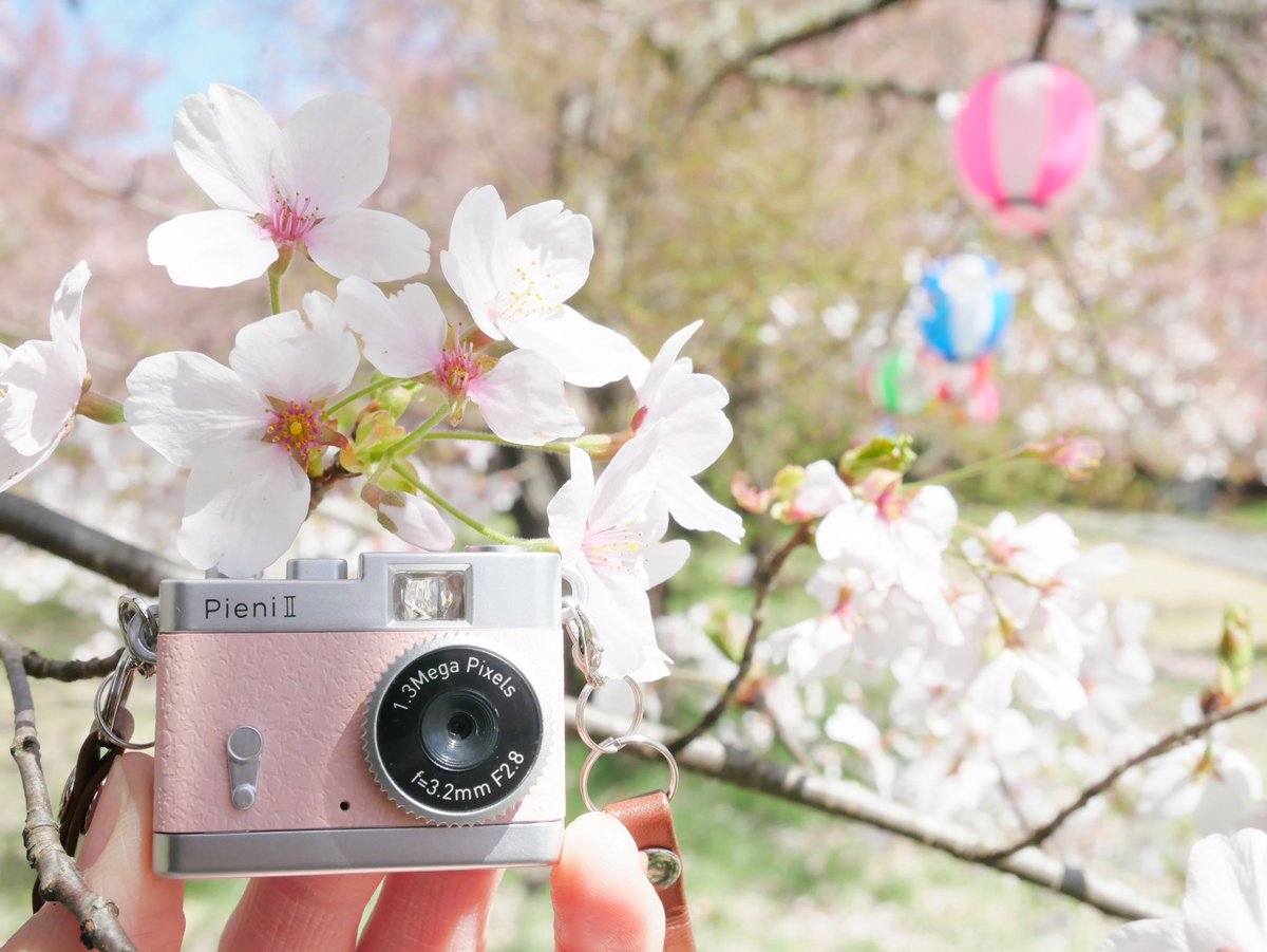 __lemon221's tweet photo. トイカメラPieni Ⅱのピーチ色
桜とよく合って可愛い(*´︶`*)♡

#桜　#トイカメラ
#春の風景　#写真 https://t.co/sseVQr1n55