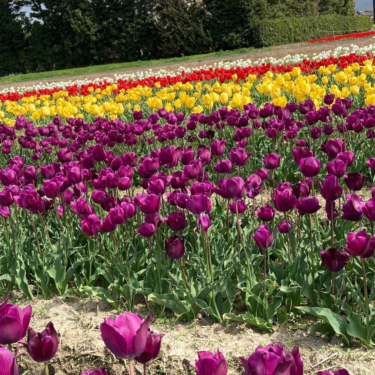 ぽこぽこ115🧚‍♂️🌸 tweet media