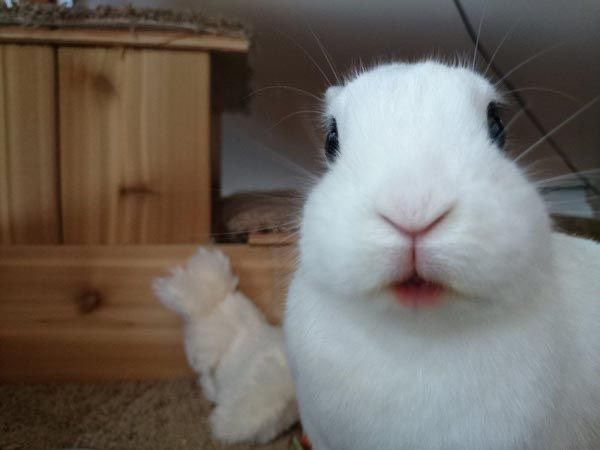 hana 🐰🎀 🗝️☁️ ✨🐾 tweet media