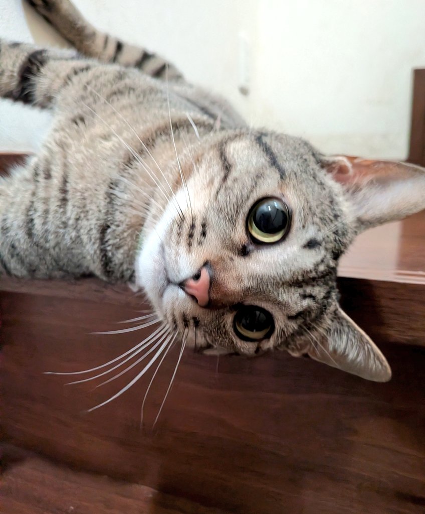 おはようございます🌞
今日はお祭り日和🍻🏮🍧🎆
 #猫  #保護猫  #猫のいる暮らし
