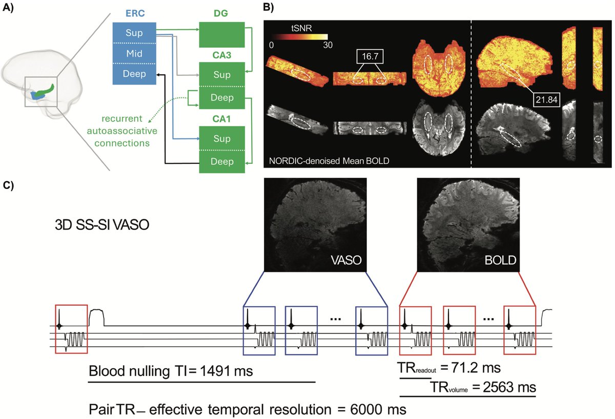 Imaging Neuroscience tweet media