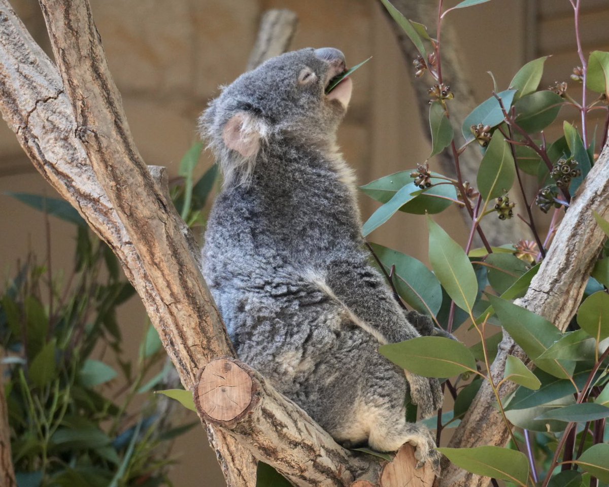 マッチカ🐨💚 tweet media