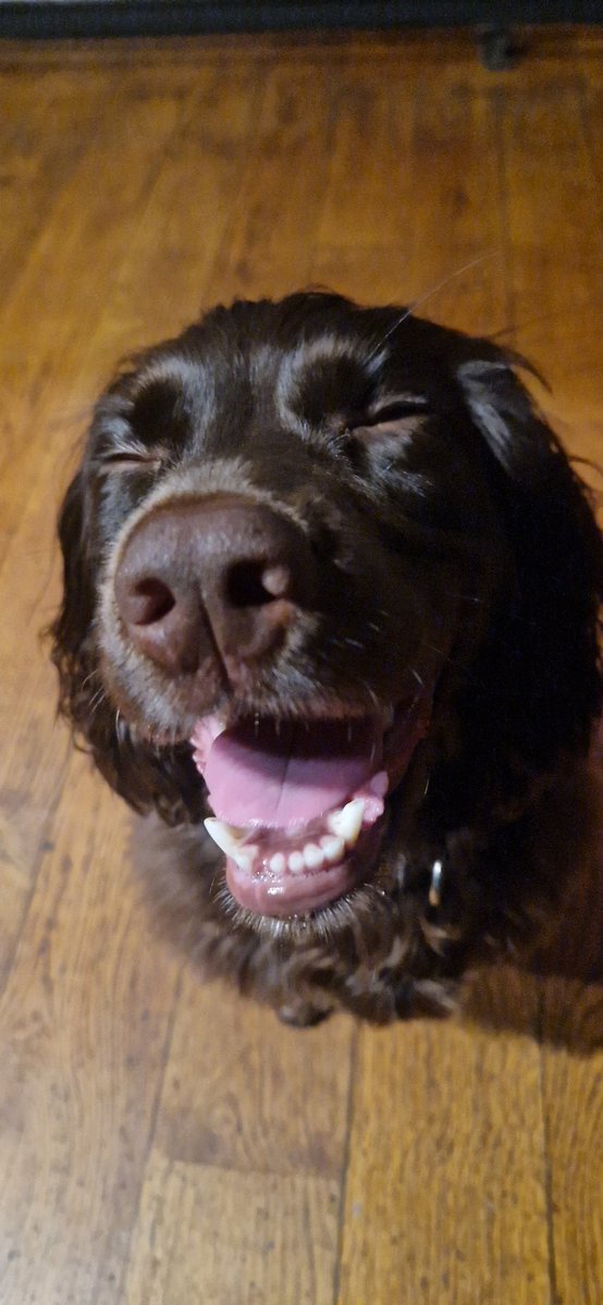 RoseofLancs's tweet image. Tired dog 😂🐶❤️🌹🍻 #pubdog #doglove 🐶❤️