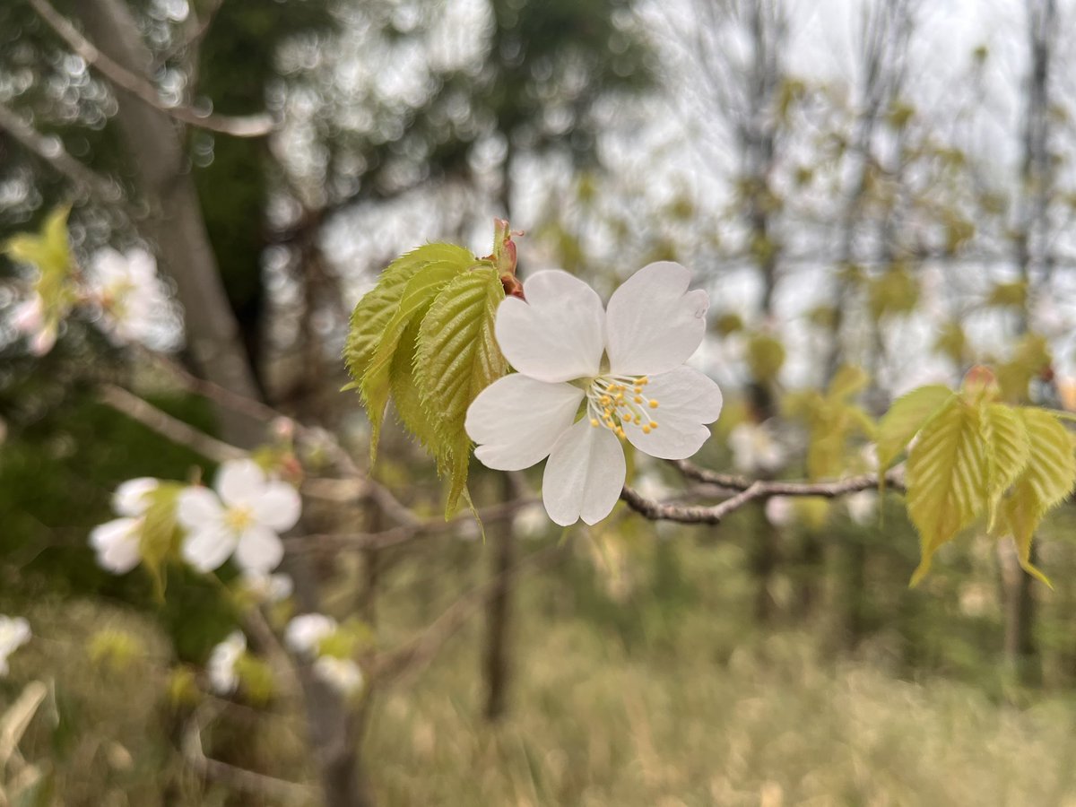 DEATH軍曹 tweet media