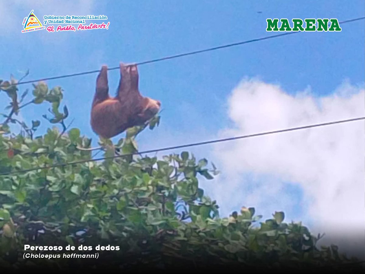 Rescatan perezoso en Bluefields 🦥

Fue hallado en tendido eléctrico y auxiliado por bomberos 🚒

Tras evaluación, lo liberaron en el Parque El Pool 🌿

Importancia de proteger la fauna