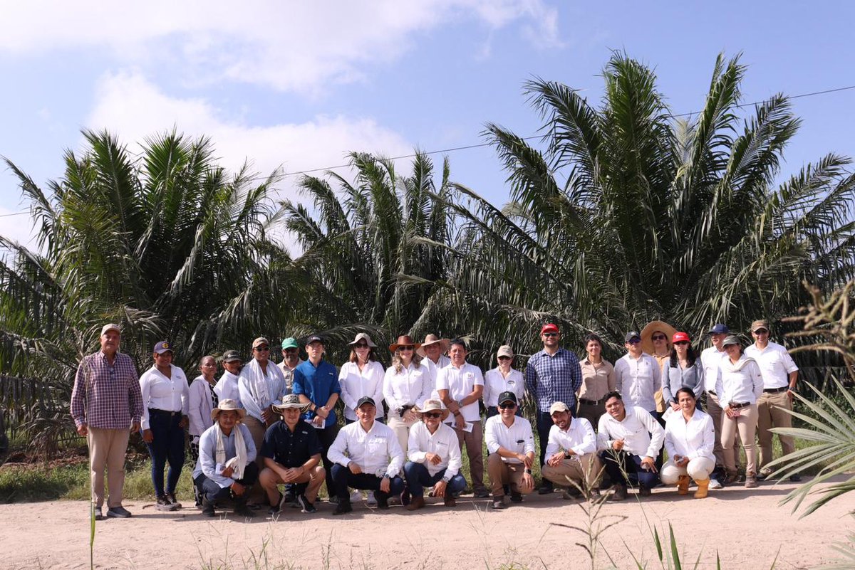 FedepalmaOrg's tweet photo. Como parte del segundo día de la visita de @AgendaCAF a la Zona Norte, Fedepalma en compañía de @CenipalmaOrg y los núcleos palmeros @palmaceitesSA @gremca_sa  @DaabonOrganics, continuó mostrando el trabajo que se realiza en territorio. 

Durante esta oportunidad, los visitantes conocieron: 

✅ La finca Padornelo donde se evidenciaron las prácticas agrícolas, los procesos de renovación hacia los Híbrido OxG y las estrategias que están impulsando para fortalecer la actividad productividad y mejorar la sostenibilidad del predio.

✅ A productores de pequeña escala, con quienes socializaron los desafíos y oportunidades que presenta el sector palmero en esta región del país. 

✅ El proyecto para el aprovechamiento y uso eficiente del recurso hídrico, en el cual la Federación realizó desde el 2016 un diagnóstico con Findeter y otros sectores productivos de la región para soluciones multipropósito en la región centro y norte del departamento del Magdalena. 

“Esperamos trabajar de manera unida con la @AgendaCAF para mejorar el desarrollo y competitividad de esta zona del país. Desde el sector palmero le damos las gracias al presidente ejecutivo de la CAF, @sergiodigra, por haber permitido que esta comisión pudiera conocer de primera mano nuestro sector”,  @PatryDiazH, Gerente Regional de Fedepalma.