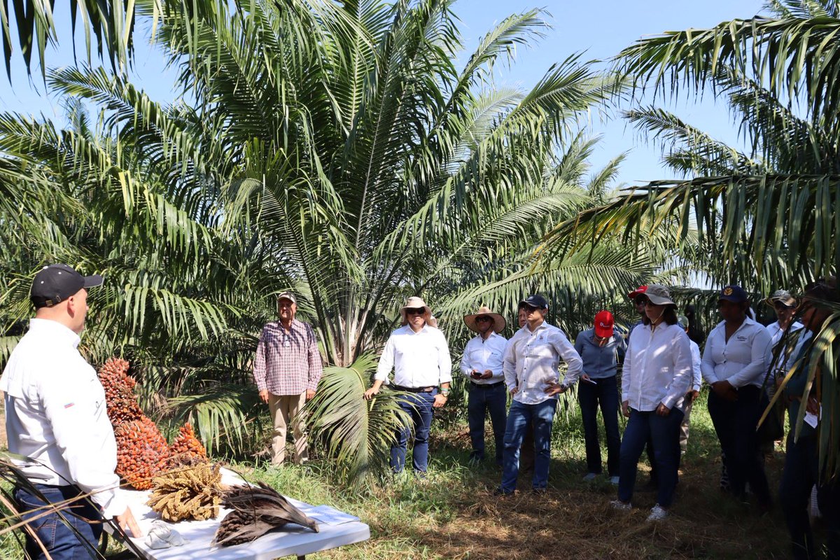 FedepalmaOrg's tweet photo. Como parte del segundo día de la visita de @AgendaCAF a la Zona Norte, Fedepalma en compañía de @CenipalmaOrg y los núcleos palmeros @palmaceitesSA @gremca_sa  @DaabonOrganics, continuó mostrando el trabajo que se realiza en territorio. 

Durante esta oportunidad, los visitantes conocieron: 

✅ La finca Padornelo donde se evidenciaron las prácticas agrícolas, los procesos de renovación hacia los Híbrido OxG y las estrategias que están impulsando para fortalecer la actividad productividad y mejorar la sostenibilidad del predio.

✅ A productores de pequeña escala, con quienes socializaron los desafíos y oportunidades que presenta el sector palmero en esta región del país. 

✅ El proyecto para el aprovechamiento y uso eficiente del recurso hídrico, en el cual la Federación realizó desde el 2016 un diagnóstico con Findeter y otros sectores productivos de la región para soluciones multipropósito en la región centro y norte del departamento del Magdalena. 

“Esperamos trabajar de manera unida con la @AgendaCAF para mejorar el desarrollo y competitividad de esta zona del país. Desde el sector palmero le damos las gracias al presidente ejecutivo de la CAF, @sergiodigra, por haber permitido que esta comisión pudiera conocer de primera mano nuestro sector”,  @PatryDiazH, Gerente Regional de Fedepalma.