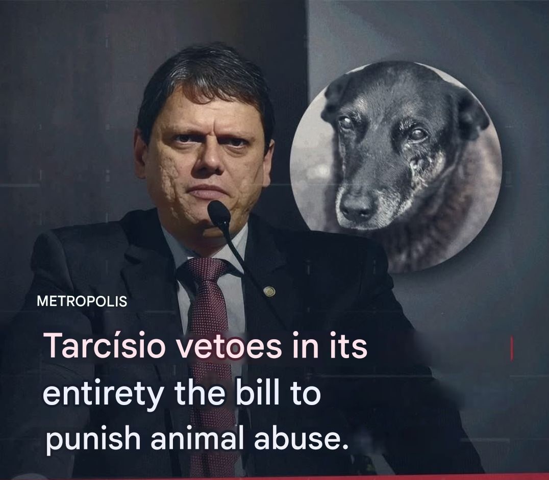 PhaedraXTeddy's tweet image. Even though none of the TenGuiltyMillionaires including an adult female have paid for their crimes, the ten guilty millionaires DID inform the world of the DISGUSTING corruption in #Brazil 🇧🇷 at expense of innocent animals, and even a woman who rescues animals was kidnapped and