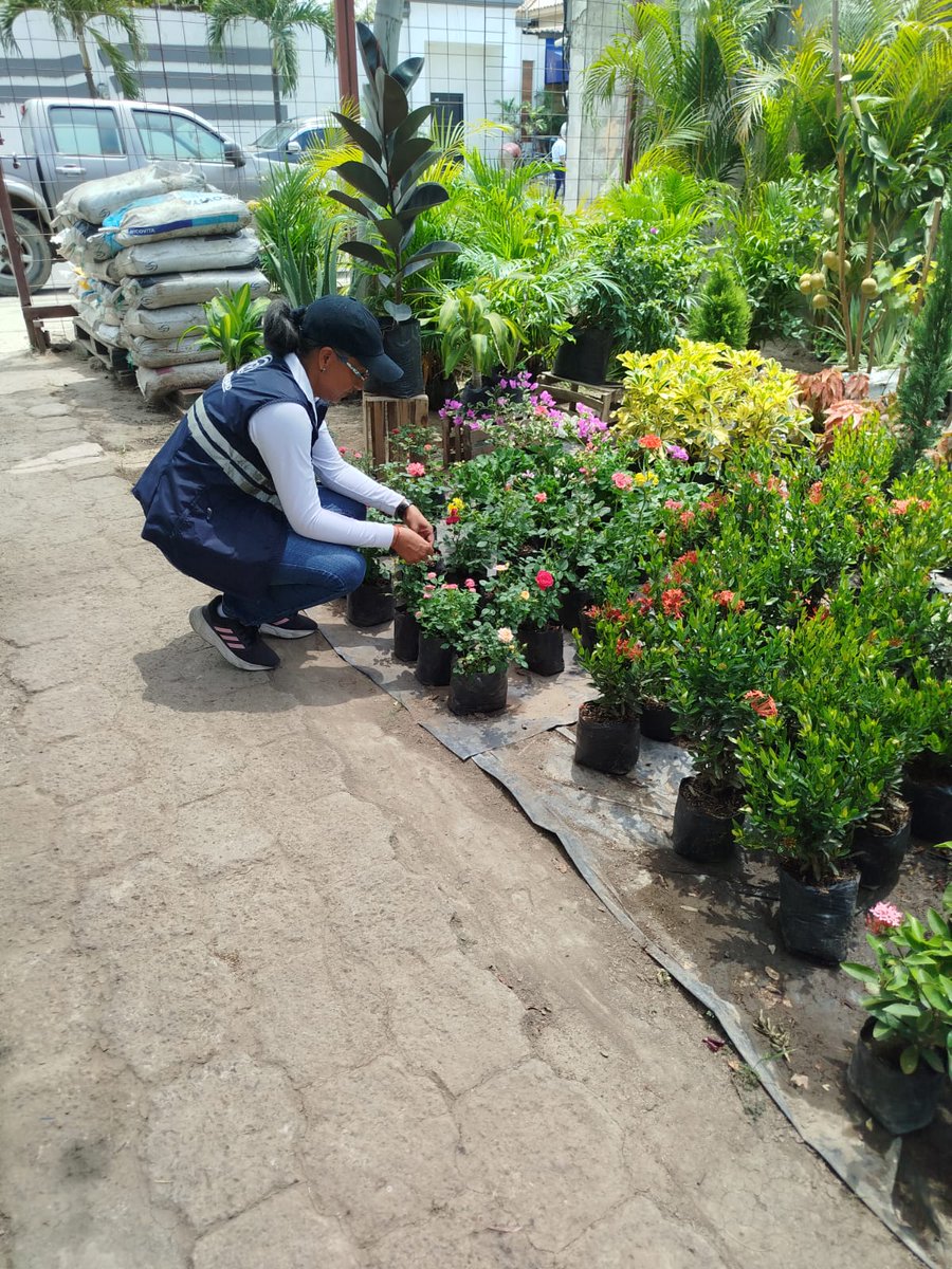 #Manabí | 🌱Realizamos inspección posregistro a centros de propagación de material vegetal con el fin de verificar el cumplimiento de la normativa vigente y garantizar sus condiciones fitosanitarias. 
📍 cantón Manta 
#CultivosSanosYDeCalidad