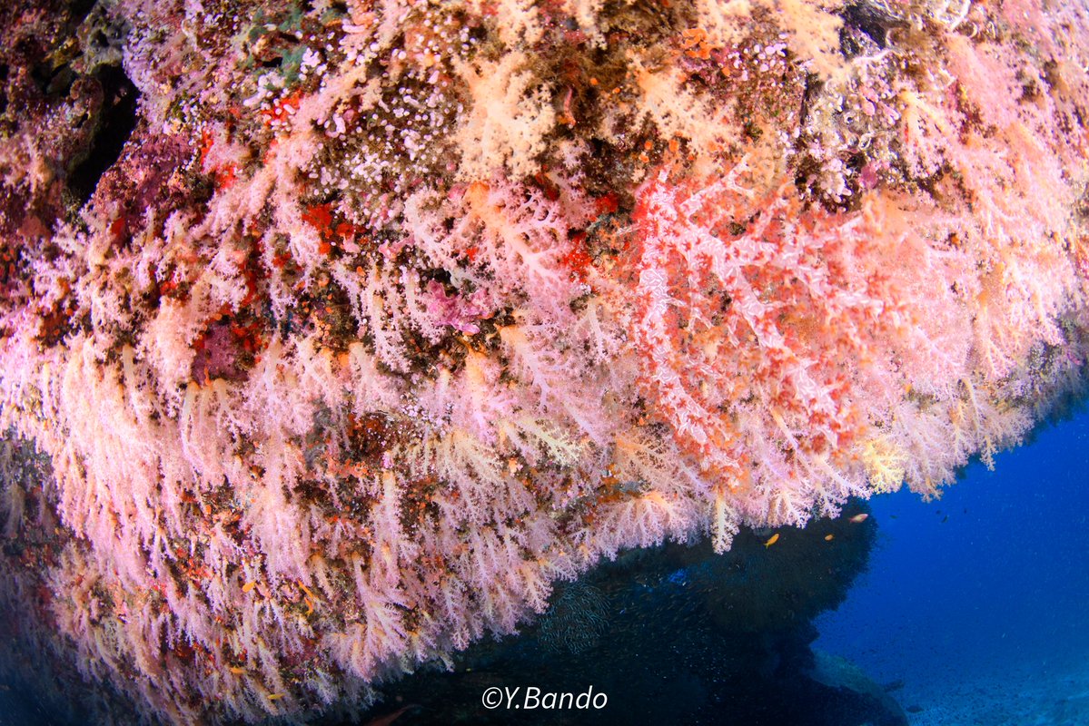 ban-chan tweet media