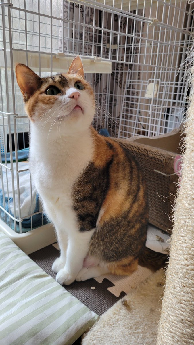 めけろう tweet media