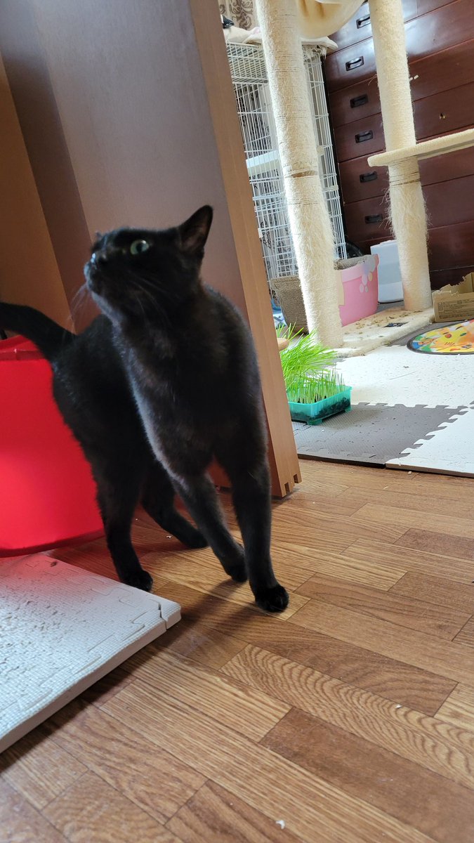 めけろう tweet media