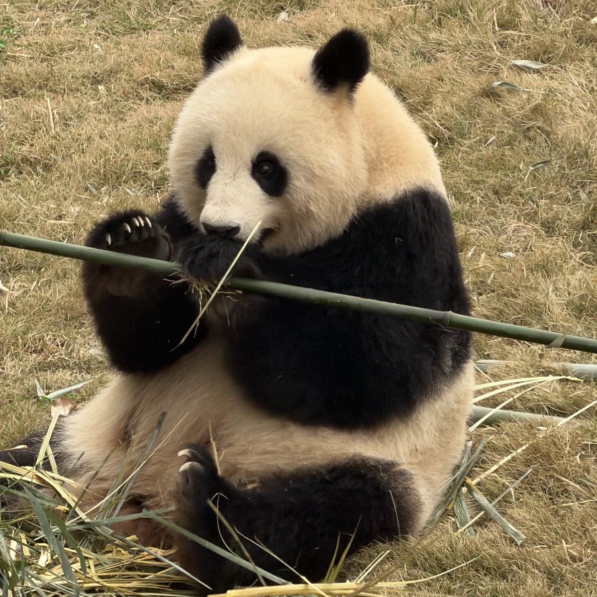 ユルモフスキー tweet media