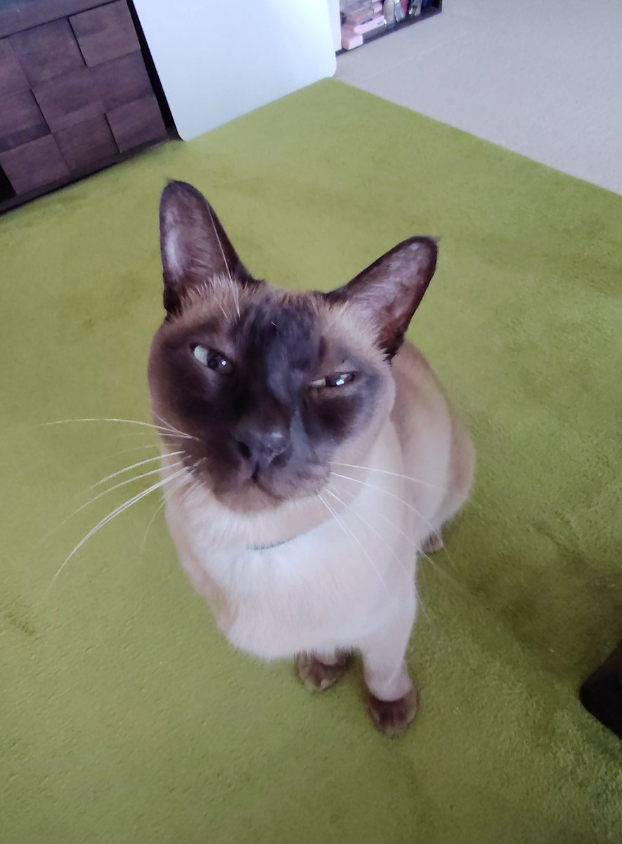 おはようございます🐾
今朝のモチモチなキスケです。