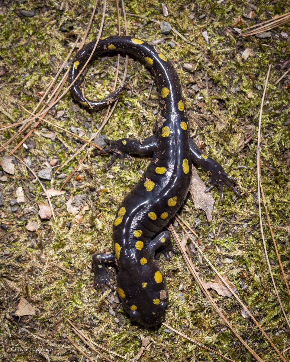 ᴄʜʀɪs 🐳 tweet media