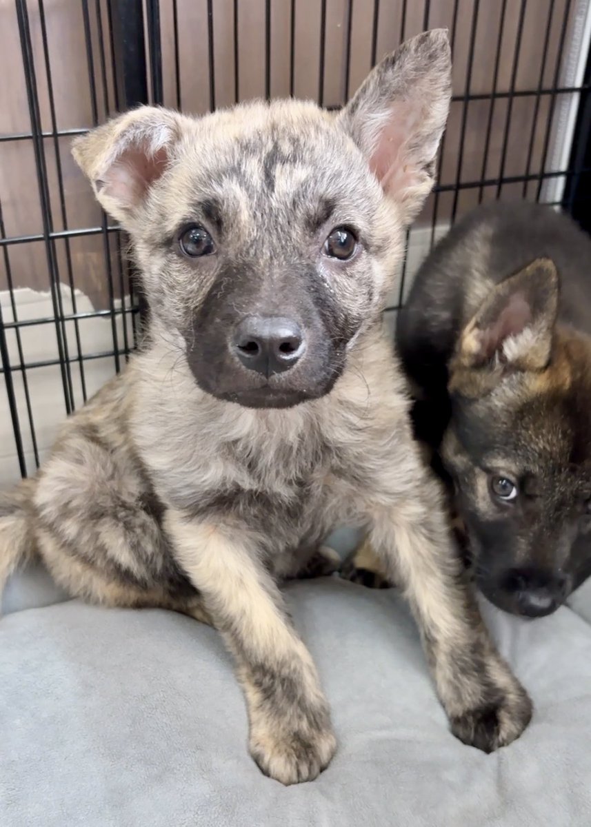 野良犬ふれあい広場 tweet media