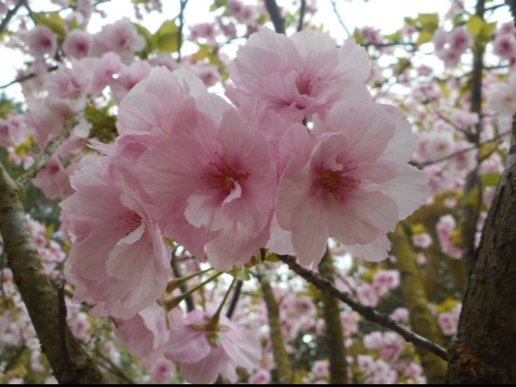 なからぎの森の木の精bot tweet media