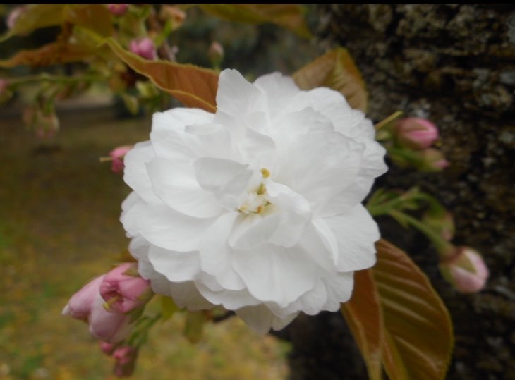 なからぎの森の木の精bot tweet media