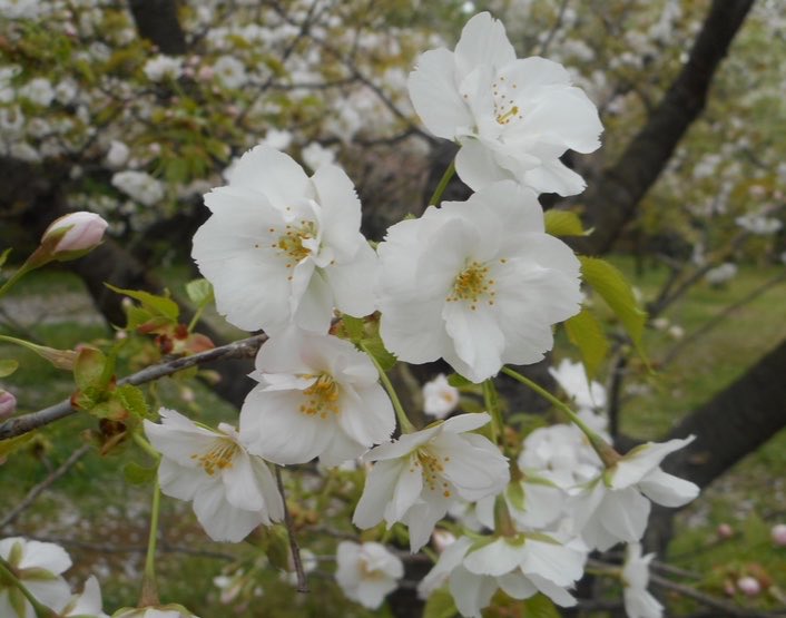 なからぎの森の木の精bot tweet media