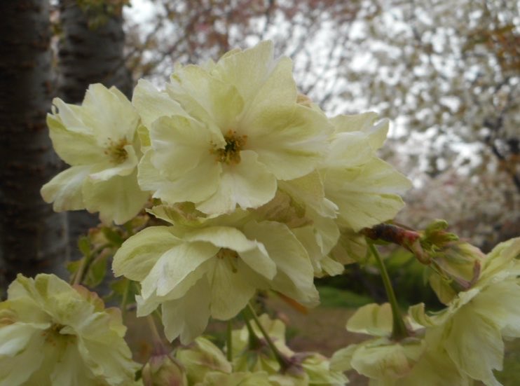 なからぎの森の木の精bot tweet media