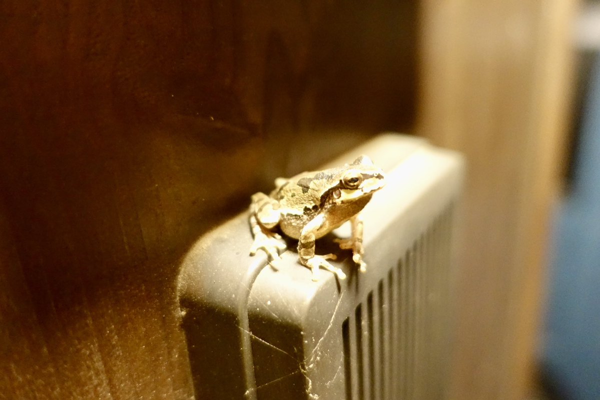 20260411の天気＠八ヶ岳：少し白んだ青空に雲が浮かんでいます。風は強めです。北杜市三分一湧水付近の8:00現在の気温は17℃。暖かい！昨晩の帰宅時、玄関でアマガエルが出迎えてくれました。田んぼの季節がやって来ます。#天気 #八ヶ岳 #富士山 #南アルプス #奥秩父