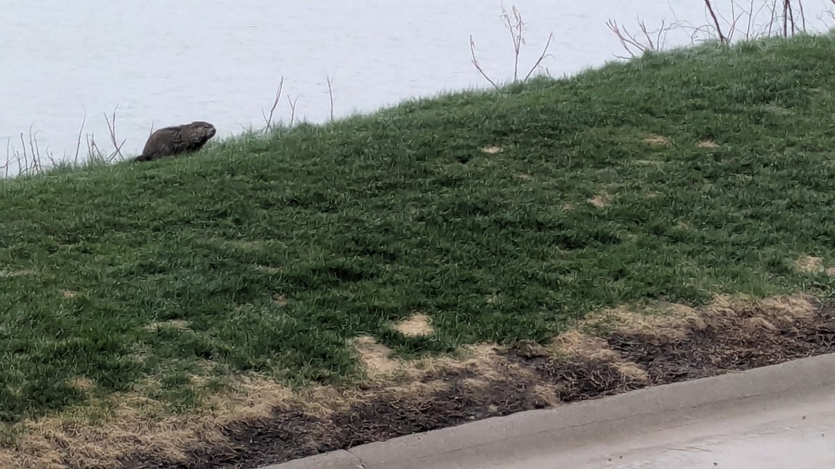 RJ Justavick tweet media