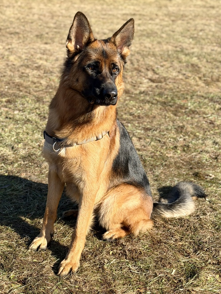 Shepherd Watcher tweet media