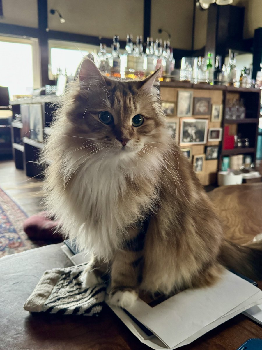 PORTA｜MaineCoon & Siberian (@pusuke44055134) / Posts / X