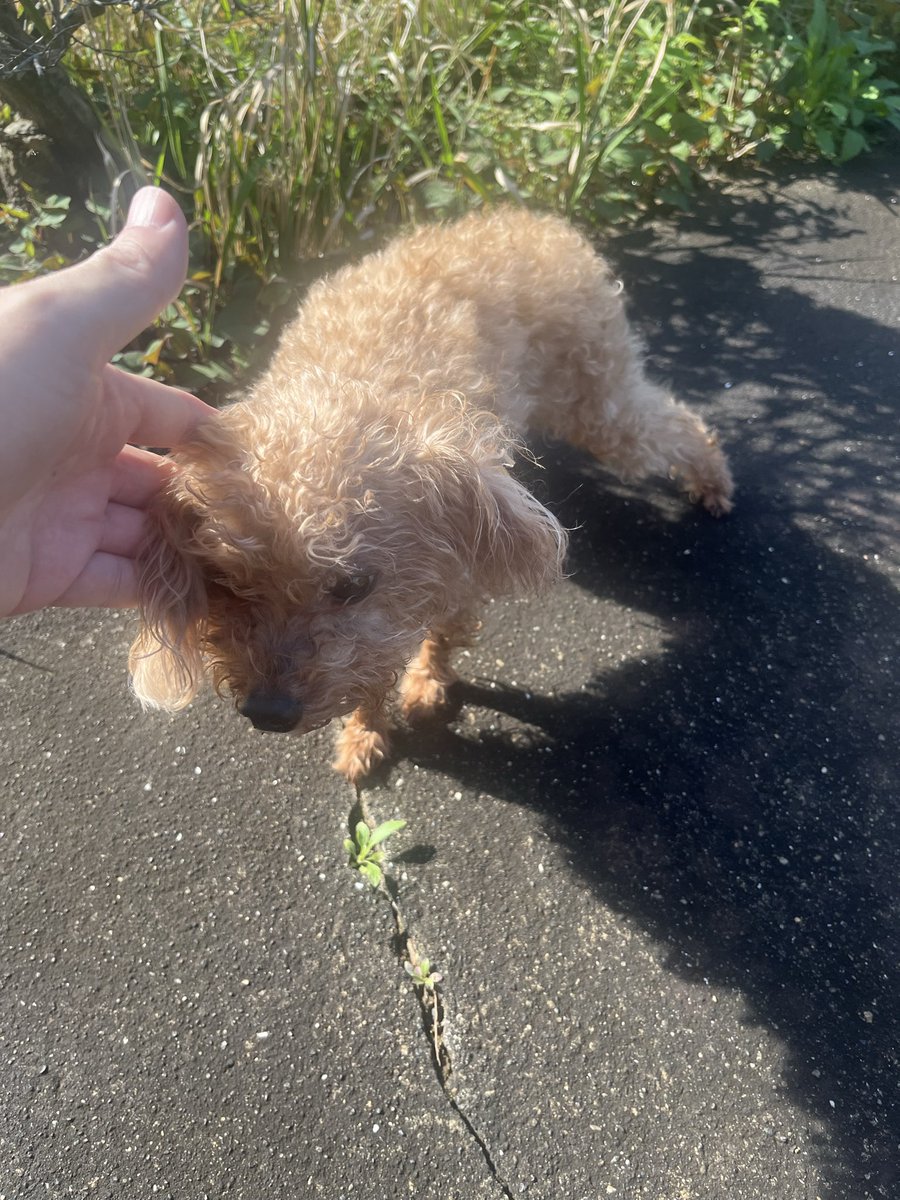 OJIMARU-GP tweet media