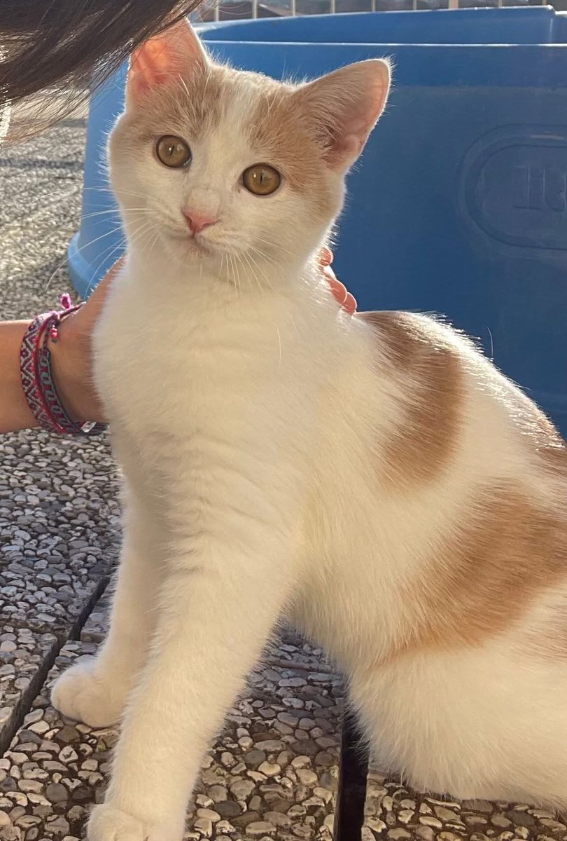 Serenella Raimondo tweet media