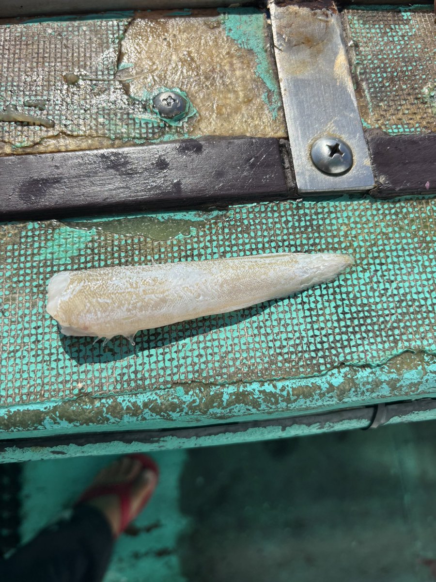 久しぶりのオナガダイからのゲボ。
上半身あればあまり観た事なさそうな魚な気がする。
#深海魚