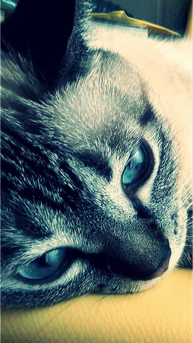 econohi_2525's tweet image. 偏頭痛がヤバい

#CatLovers 
#cat   #猫  
#猫のいる暮し 
#猫のいる幸せ