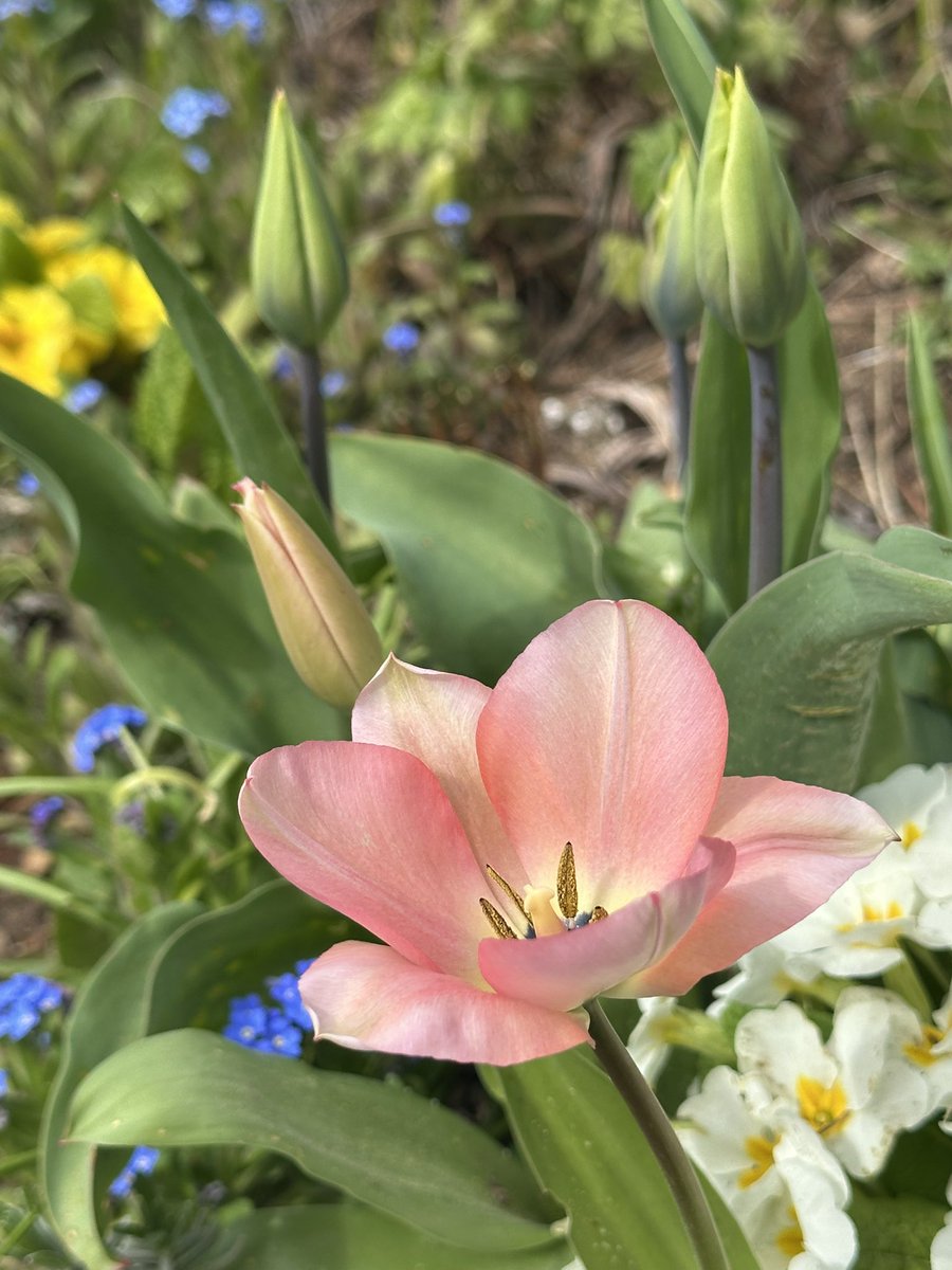 VanIsleGardener's tweet image. It’s so nice to come home from work and see a tulip blooming that wasn’t out when I left for work. #FlowersOnFriday #FridayPink #SpringBulbs #SpringFlowers #Gardening