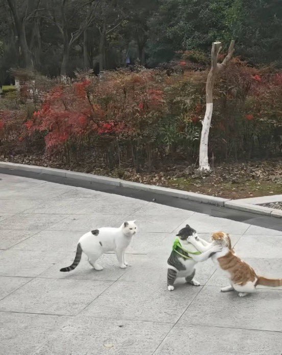 癒される動物 tweet media