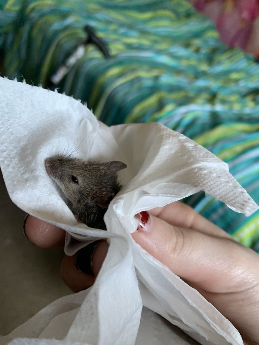 🩸🦇『jedidiah / leif / alice』 tweet media